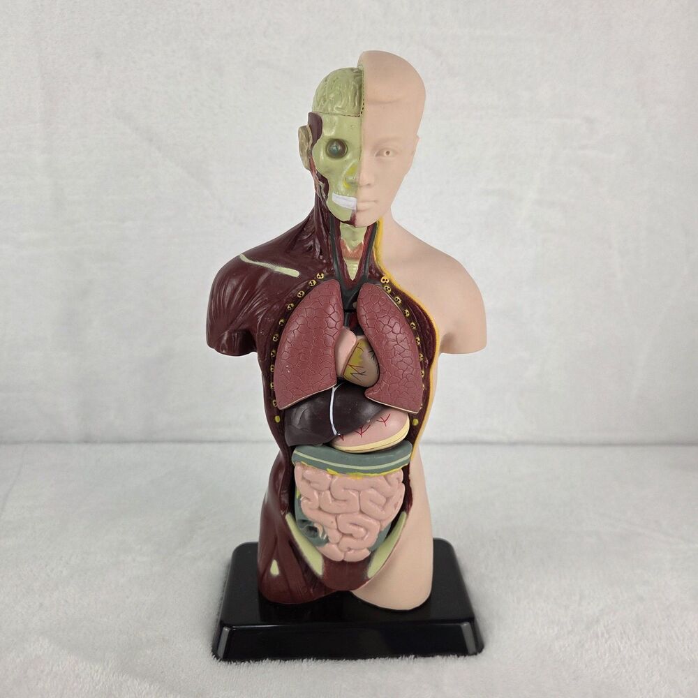 Lakeshore Fascinating Facts Human Body Game Anatomy Model Complete 2013 GG114 - Picture 5 of 13